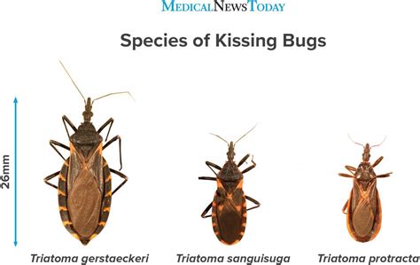 Kissing Bug Bite: Symptoms, Treatments, Prevention & More.